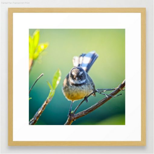 Nature Me Now - Fantail S6 Print Framed