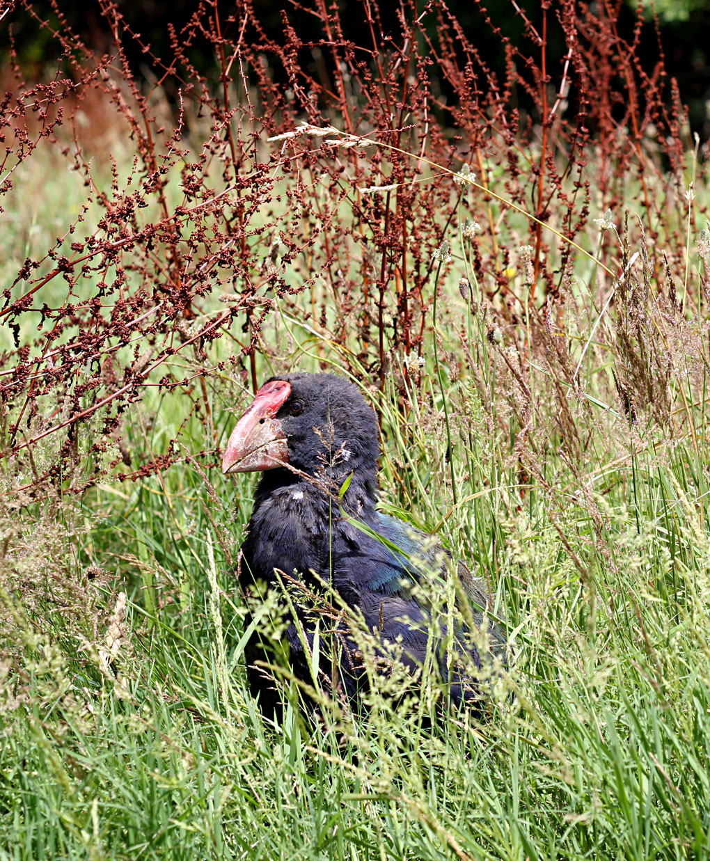 Tiritiri Matangi JourneyDay 1