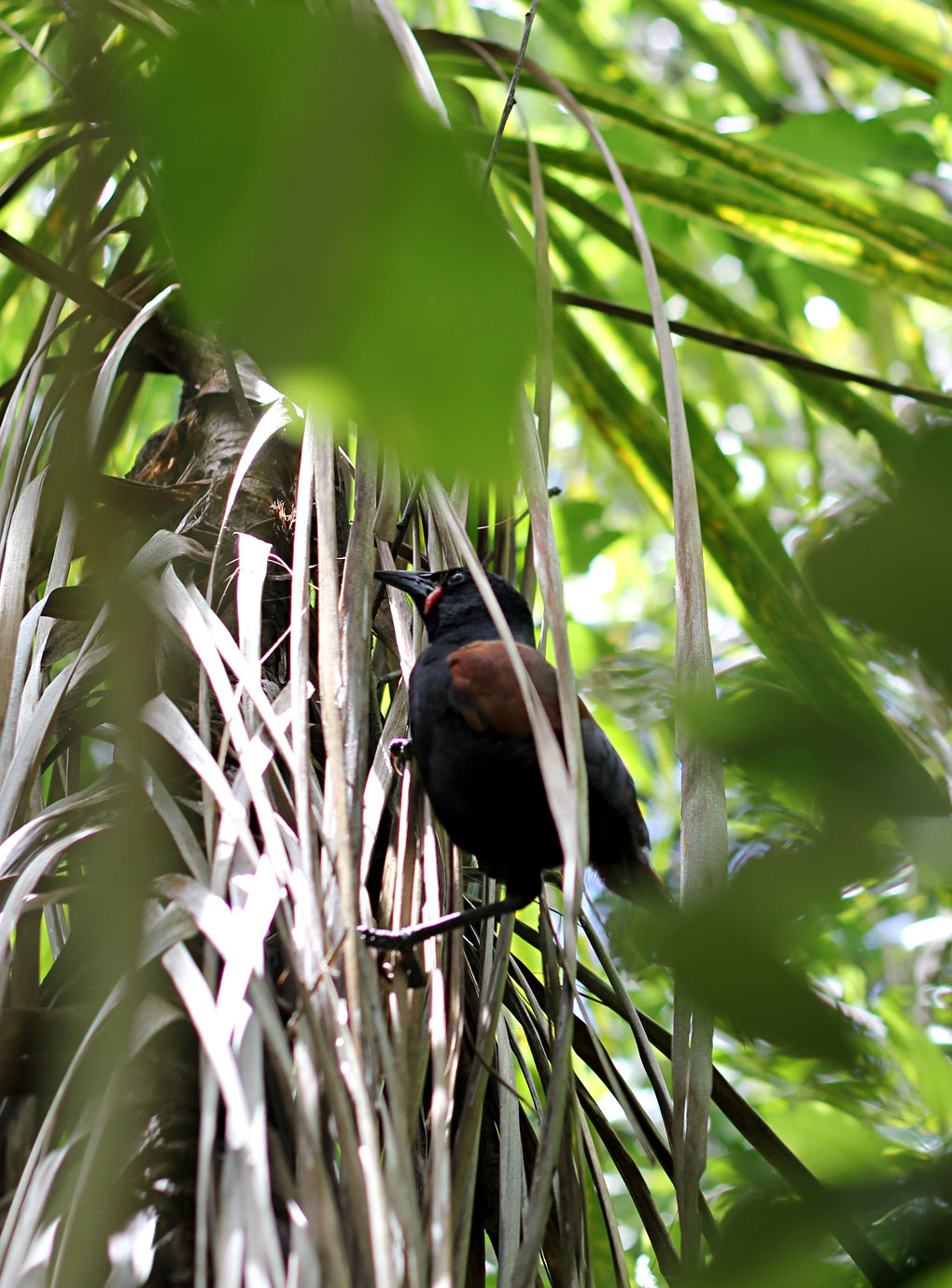 Tiritiri Matangi JourneyDay 2