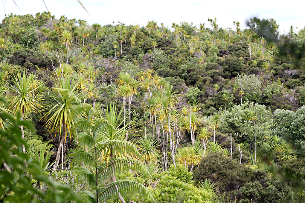 Tiritiri Matangi JourneyDay 1