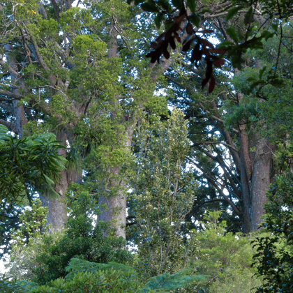 NSR Coromandel Kauri Grove